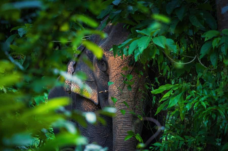 Phuket: Elephant Nature Reserve Entry Ticket and Guided Tour - Watching natural routines in the jungle area