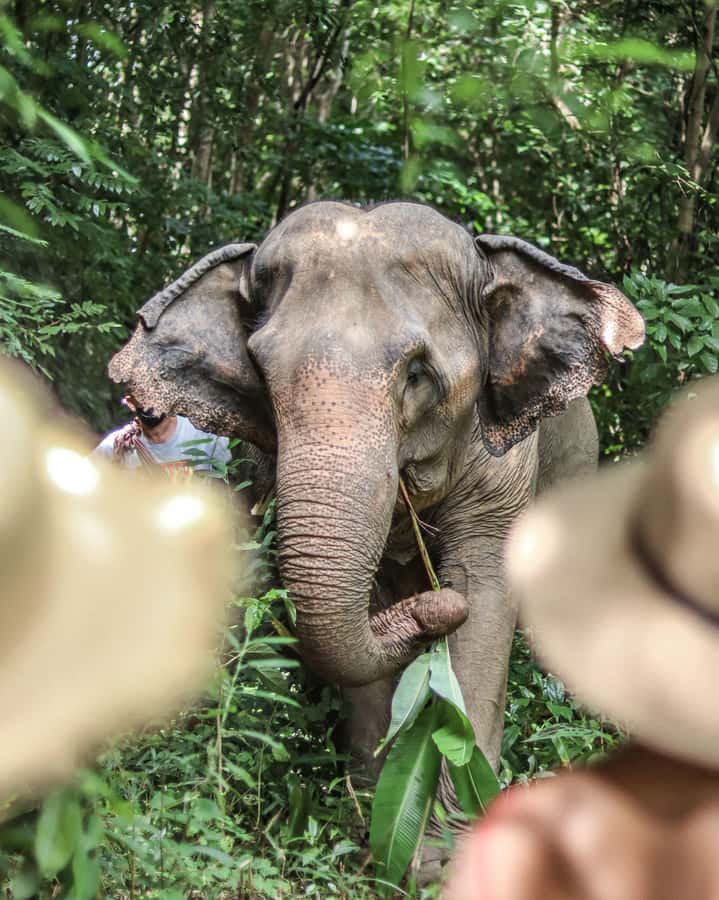 Phuket: Elephant Nature Reserve Entry Ticket and Guided Tour - What the 1.5-hour schedule includes