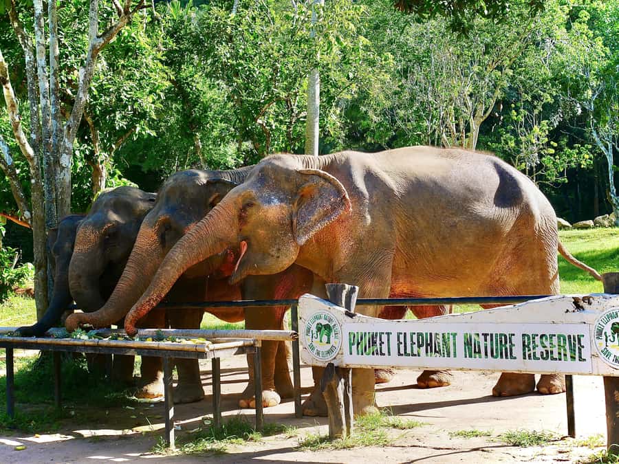 Phuket: Elephant Nature Reserve Entry Ticket and Guided Tour - The value of $37 per person