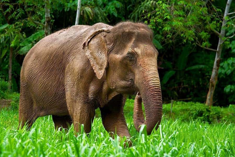 Phuket: Elephant Nature Reserve Entry Ticket and Guided Tour - Arriving next to Hug Me Cafe