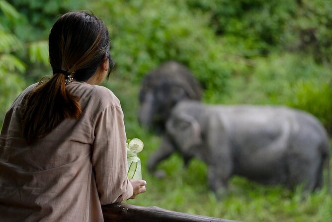 Phuket Elephant Sanctuary Canopy Walkway Tour - Why This Elephant Experience Feels Different