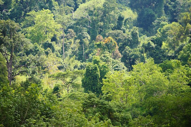 Phuket Elephant Sanctuary Canopy Walkway Tour - Is $61.96 Good Value?