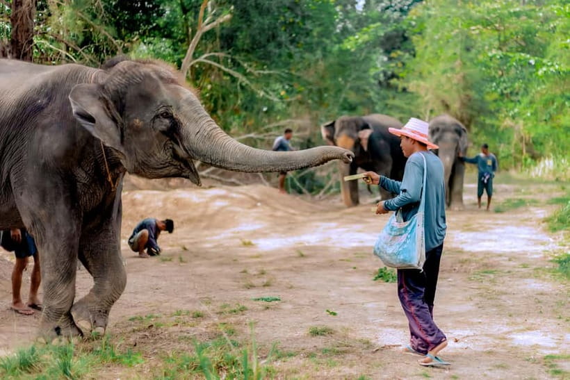 Phuket: Elephant Sanctuary Feed and Bathe Gentle Giants - Key points at a glance