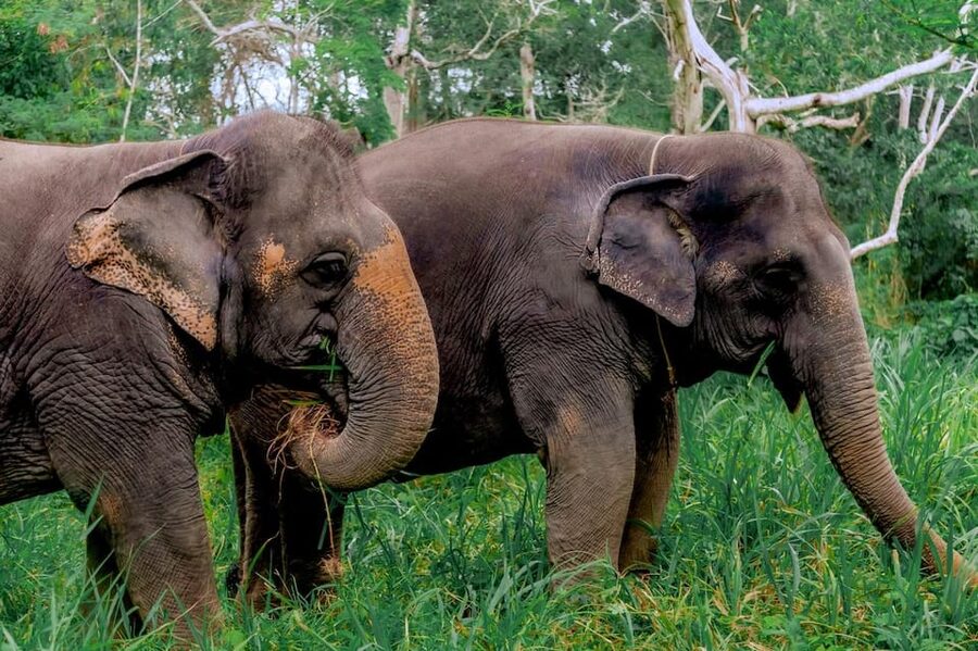 Phuket: Elephant Sanctuary Feed and Bathe Gentle Giants - Should you book it?