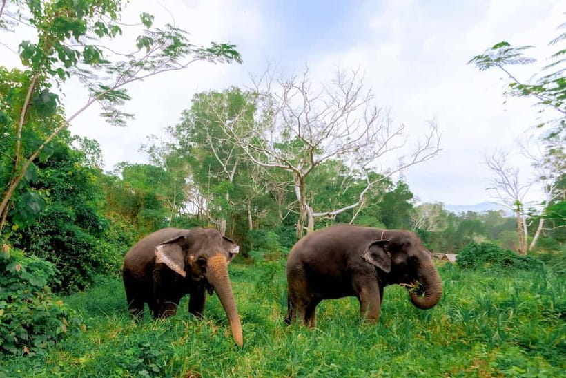 Phuket: Elephant Sanctuary Feed and Bathe Gentle Giants - Meeting Phuket’s rescued elephants