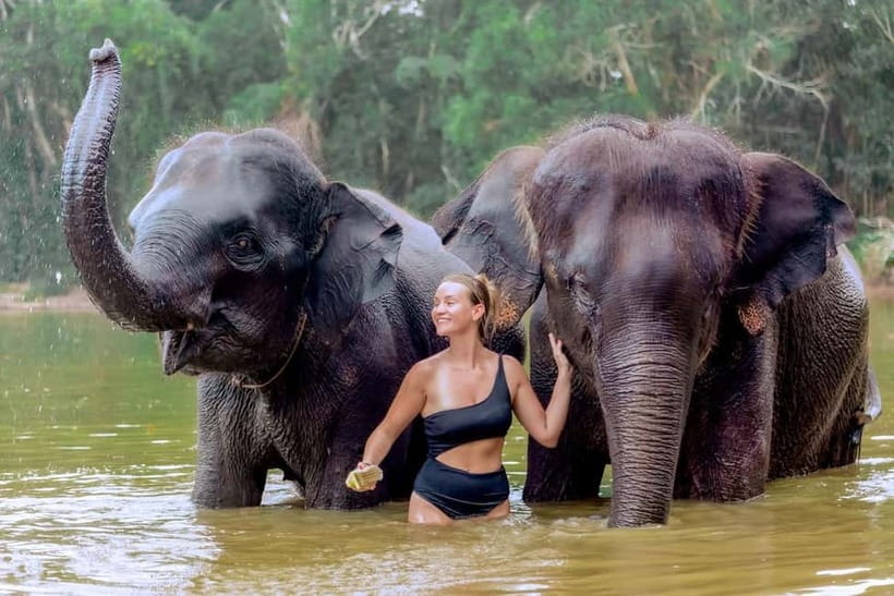 Phuket: Elephant Sanctuary Feed and Bathe Gentle Giants - What the elephant feeding tells you