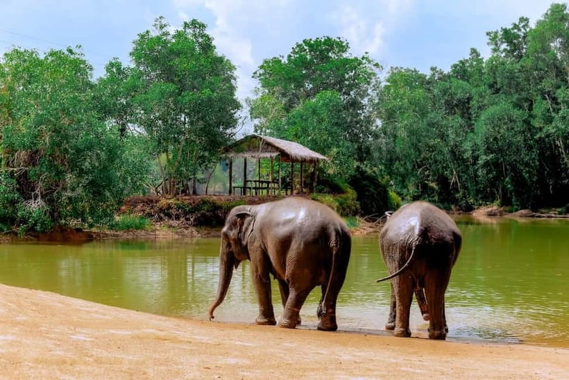 Phuket: Elephant Sanctuary Feed and Bathe Gentle Giants - Following the elephants to the nearby river