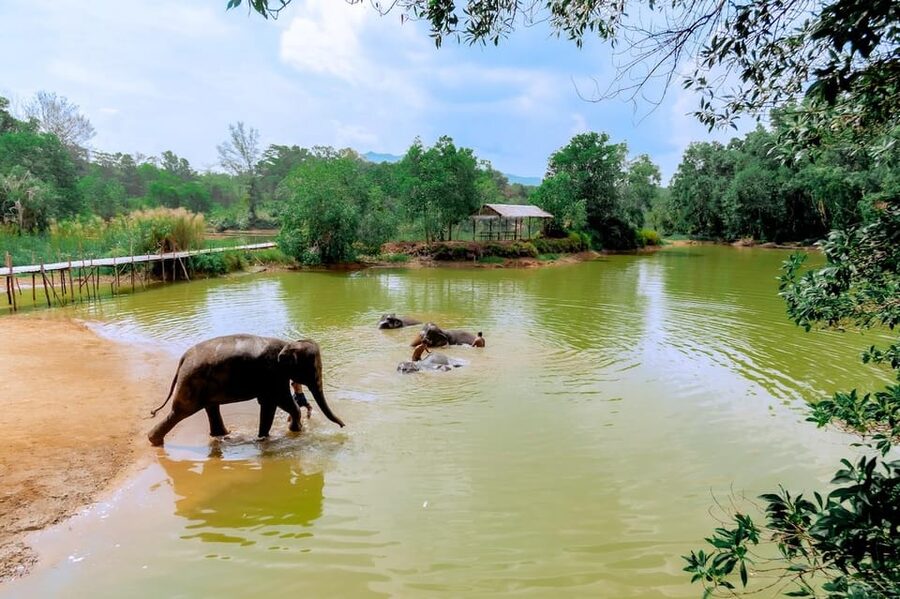 Phuket: Elephant Sanctuary Feed and Bathe Gentle Giants - Small details that make the visit better