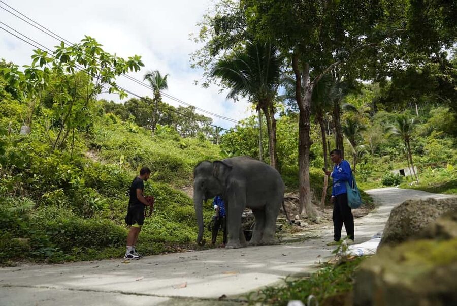 Phuket: Elephant Sanctuary Guided Tour with Hotel Transfers - Walking the hillside and handling the heat