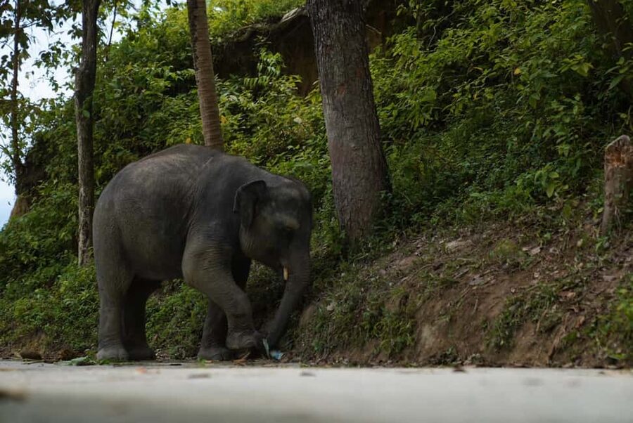 Phuket: Elephant Sanctuary Guided Tour with Hotel Transfers - Hotel transfers from Phuket areas