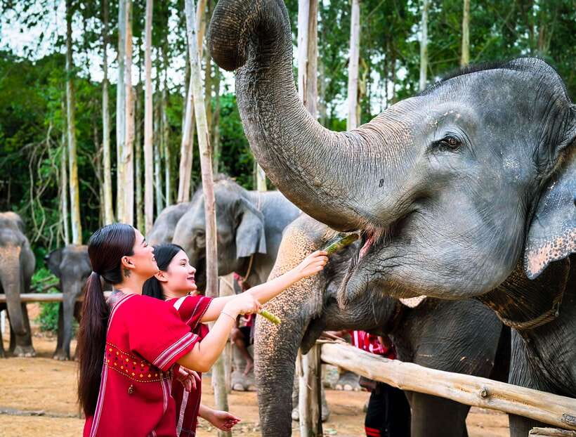 Phuket : Experience feeding and bathing elephants 1.5 Hrs. - What This Phuket Elephant Experience Actually Includes