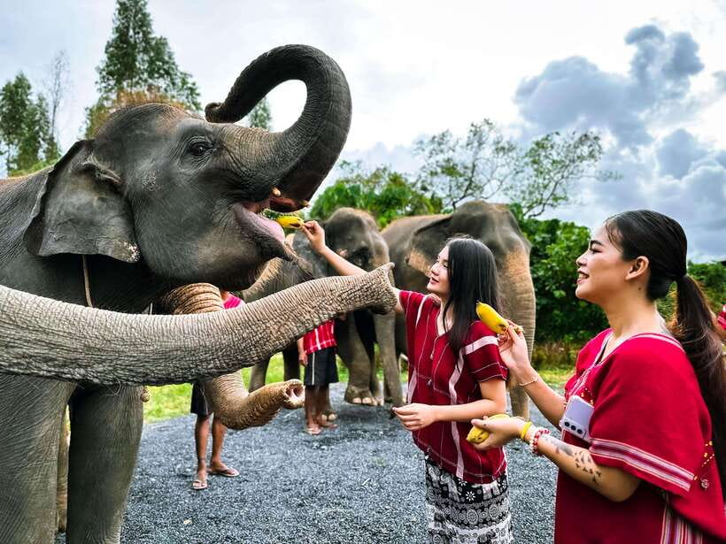 Phuket : Experience feeding and bathing elephants 1.5 Hrs. - Changing Into The Mahout Shirt