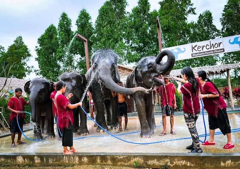 Phuket : Experience feeding and bathing elephants 1.5 Hrs. - Photos, Showers, And The Trip Home