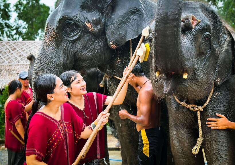 Phuket : Experience feeding and bathing elephants 1.5 Hrs. - Is $48 Good Value For A Phuket Half-Day?