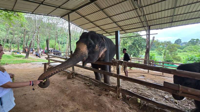Phuket: Feeding Elephants at Phuket Elephant Care - Key Points Before You Book