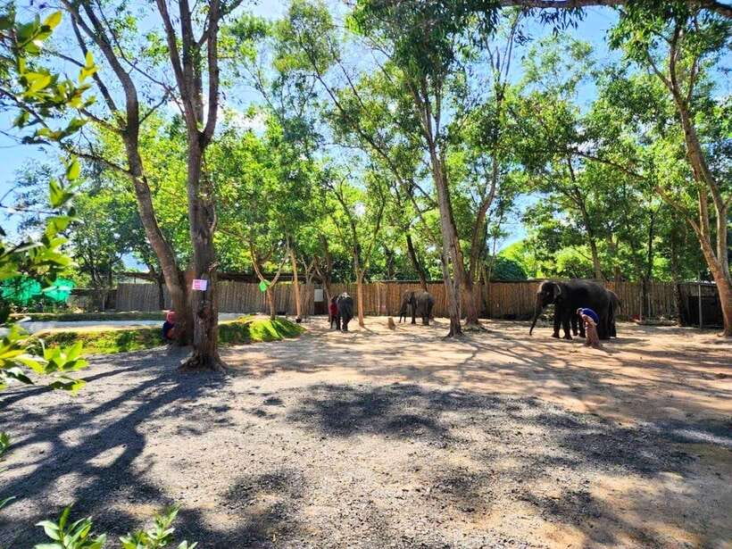 Phuket: Feeding Elephants at Phuket Elephant Care - Feeding Seasonal Fruit by Hand
