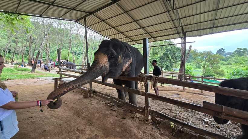 Phuket: Feeding Elephants at Phuket Elephant Care - Fresh Fruit and a Simple Finish