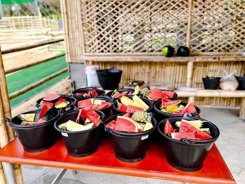 Phuket: Feeding Elephants at Phuket Elephant Care - What the $41 Price Buys You