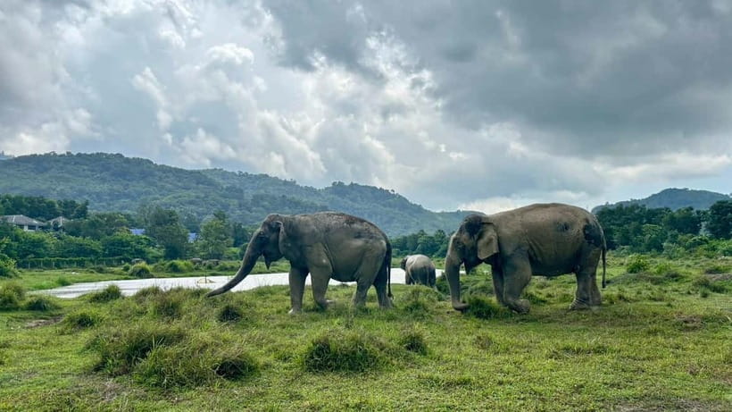 Phuket: Freedom Elephant Reserve - Ethereal Nature Walk - Key details at a glance