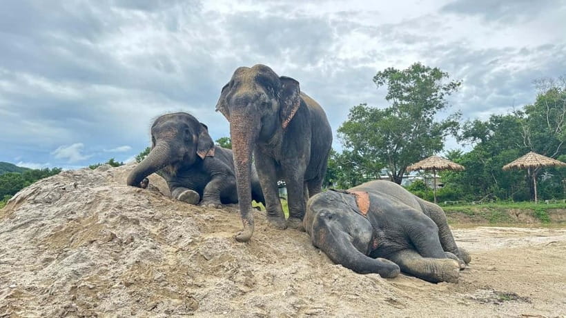 Phuket: Freedom Elephant Reserve - Ethereal Nature Walk - Watching the elephants vanish underwater