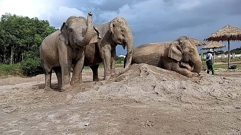 Phuket: Freedom Elephant Reserve - Ethereal Nature Walk - What the 90-minute visit feels like