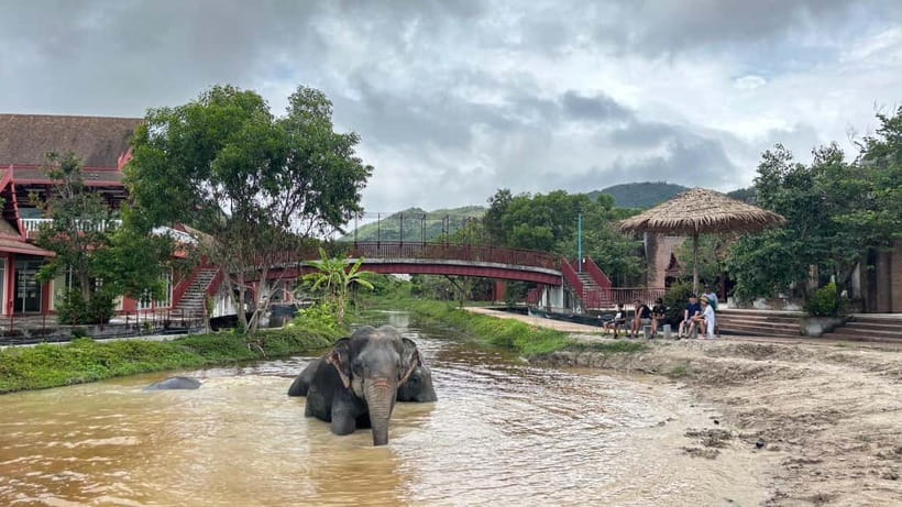 Phuket: Freedom Elephant Reserve - Ethereal Nature Walk - A new reserve with a careful approach