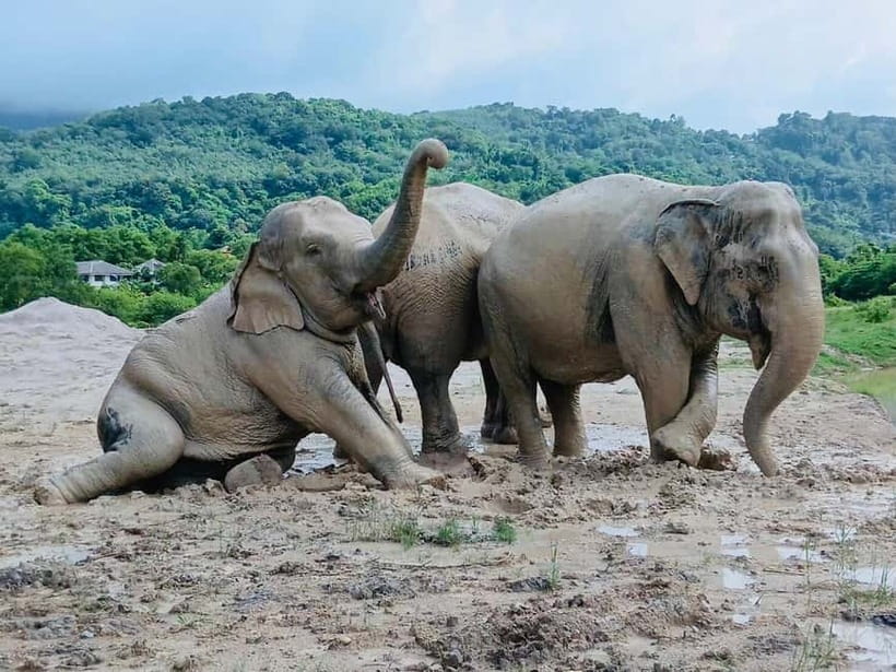 Phuket: Freedom Elephant Reserve - Ethereal Nature Walk - Clothing, comfort, and practical limits