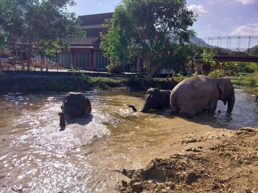 Phuket: Freedom Elephant Reserve - Ethereal Nature Walk - Feeding time, with bananas and sugar cane