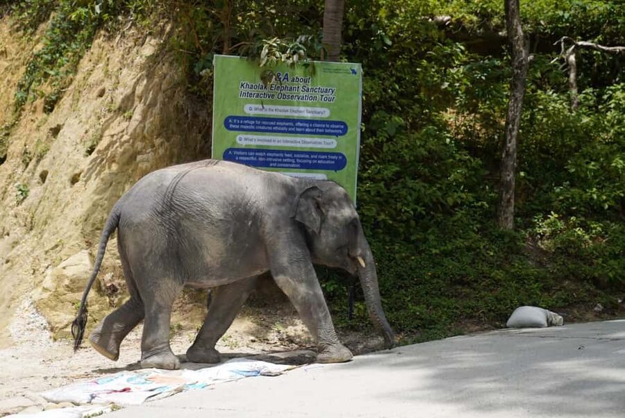 Phuket: Guide Tour to Patong Elephant Sanctuary - Cutting banana trees and collecting fresh grass