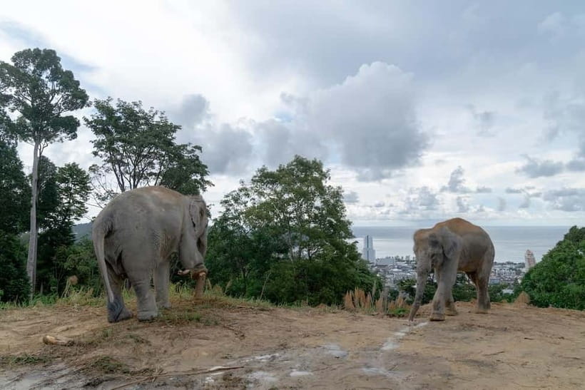 Phuket: Guide Tour to Patong Elephant Sanctuary - Who will enjoy this Phuket elephant experience?