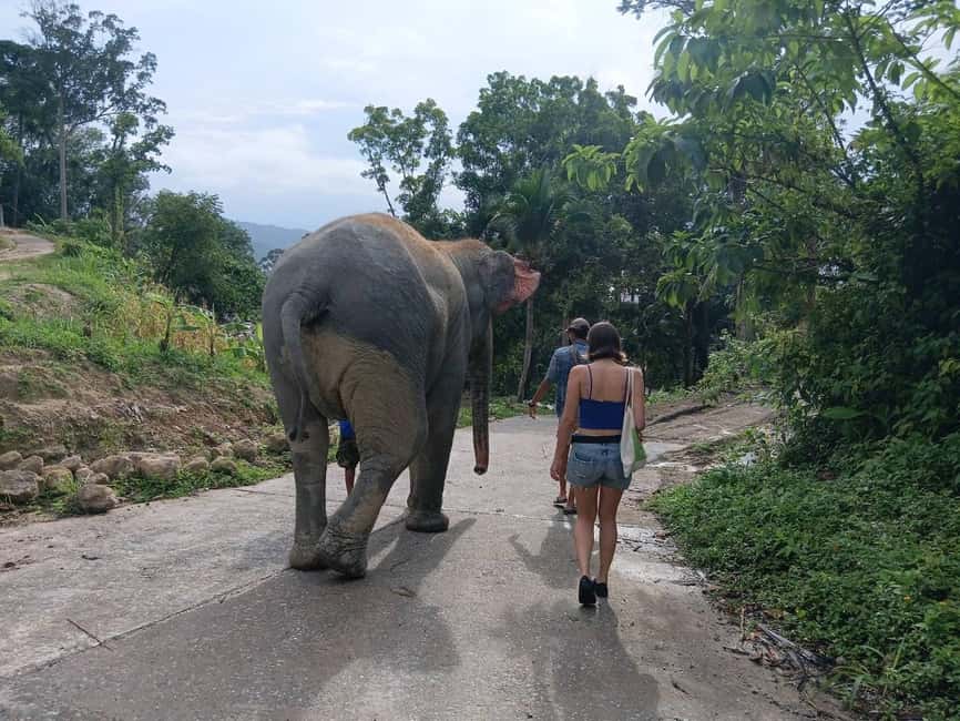 Phuket: Guided Tour to Elephant Sanctuary & Hotel Transfer - What kind of elephant experience is this?