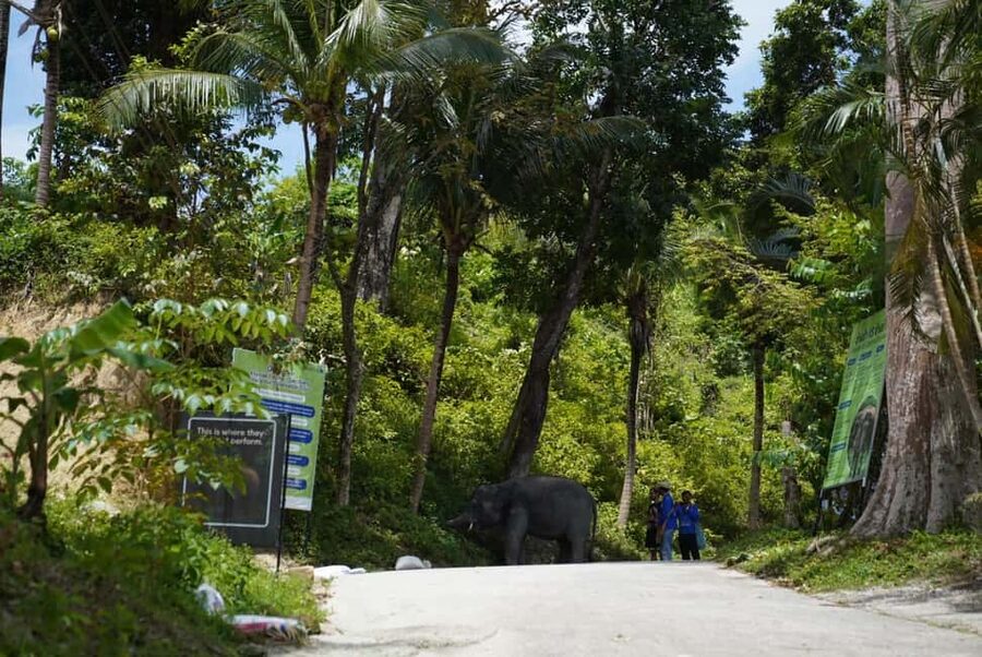 Phuket: Guided Tour to Elephant Sanctuary & Hotel Transfer - Heat, comfort, and what to bring