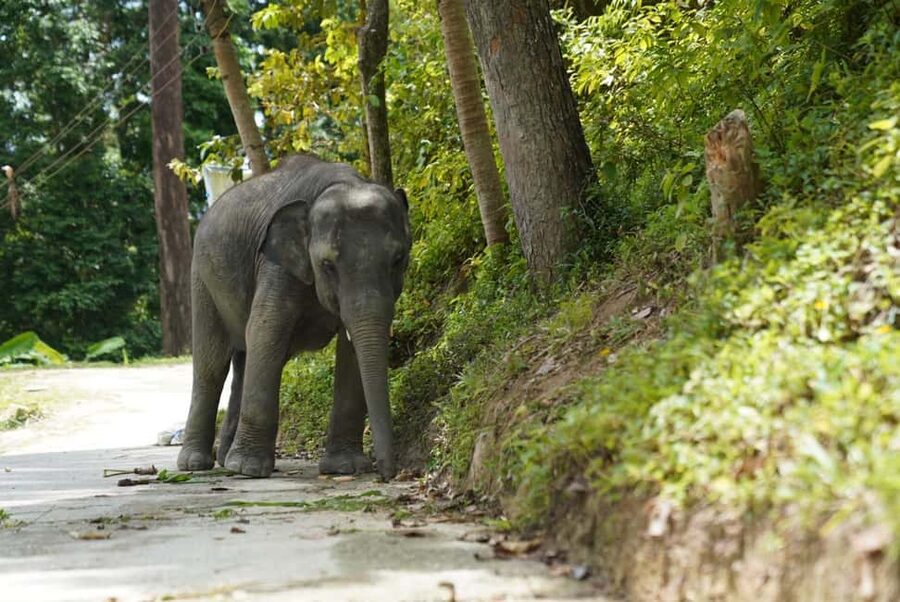 Phuket: Guided Tour to Elephant Sanctuary & Hotel Transfer - Morning or afternoon, which should you choose?