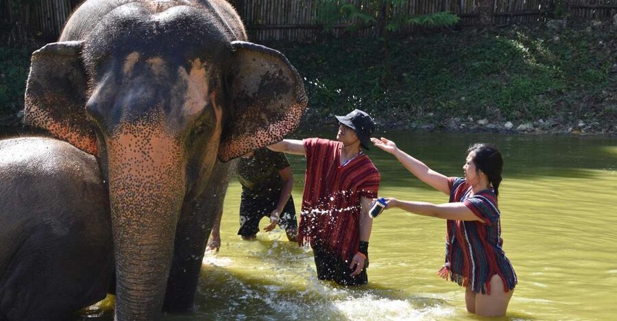 Phuket: Half Day or 2-Hour Ethical Elephant Care Sanctuary - How ethical is the contact?