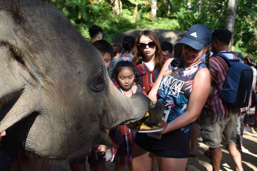 Phuket: Half Day or 2-Hour Ethical Elephant Care Sanctuary - Choosing between two hours and half a day