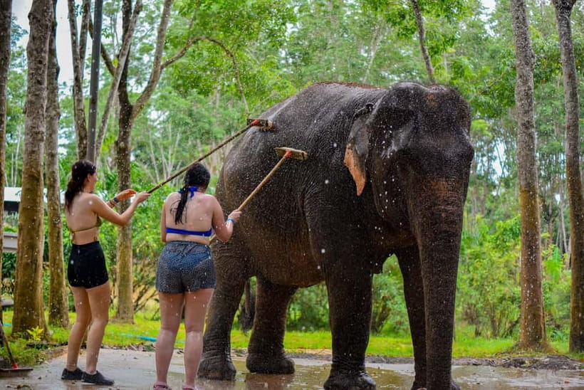 Phuket: Happy Hour Feed and Rain Shower with Elephant - What This Phuket Elephant Visit Really Involves