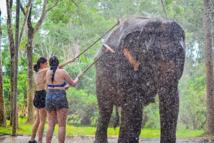 Phuket: Happy Hour Feed and Rain Shower with Elephant - Feeding the Elephants at Lily Elephant Camp