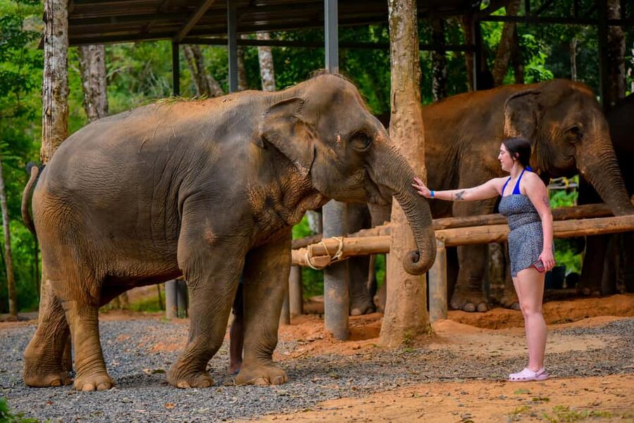 Phuket: Make & Meet The Gentle Giant Experience - What to Bring and How to Plan Your Morning