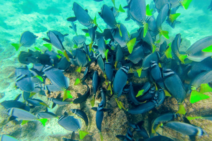 Phuket: Racha and Coral Islands Speedboat Trip with Lunch - Coral Island brings a different pace