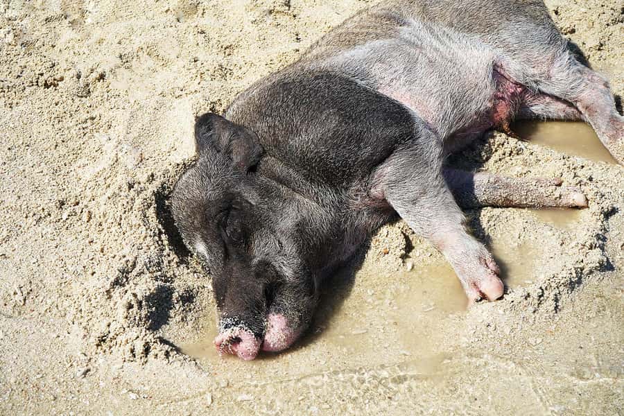 Pig Island(Koh Mudsum) and Koh Tan Half Day Snorkeling Tour - Koh Mudsum, where the pigs steal the photographs