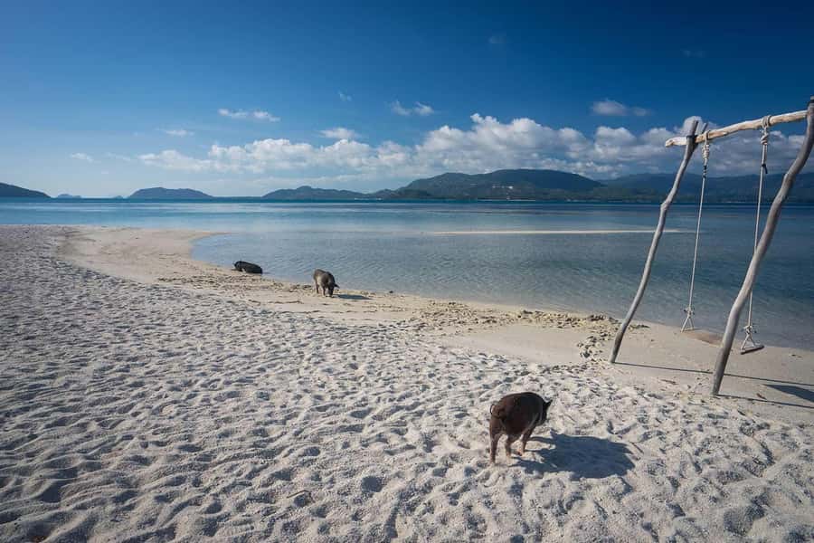 Pig Island(Koh Mudsum) and Koh Tan Half Day Snorkeling Tour - The speedboat ride takes one full hour