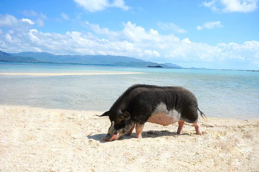 Pig Island(Koh Mudsum) and Koh Tan Half Day Snorkeling Tour - Hotel pickup makes the short tour easier