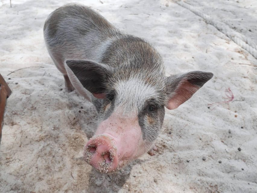 Pig Island(Koh Mudsum) and Koh Tan Half Day Snorkeling Tour - Friendly staff and simple guiding
