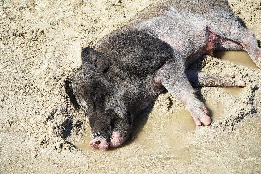 Pig Island(Koh Mudsum) and Koh Tan Half Day Snorkeling Tour - What to bring for a smoother day