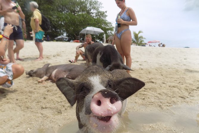 Pig Island Snorkeling & Sightseeing Tour By Speedboat From Koh Samui - Leaving Koh Samui by speedboat at 8:30 a.m.