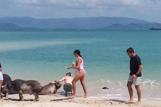 Pig Island Snorkeling & Sightseeing Tour By Speedboat From Koh Samui - How to make the day better