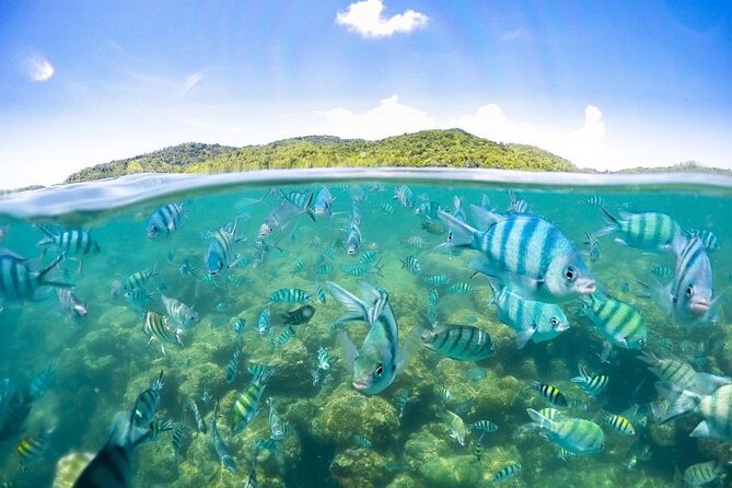 Pig Island Tour by Speedboat with Snorkeling - Koh Madsum, Where the Pigs Live