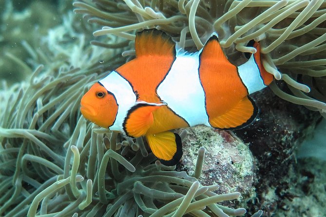 Private Tour to Hong Islands & 4 Islands with Sunset & Night Snorkel - Night snorkeling and bioluminescent water