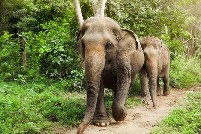 Private Tour to Kanchanaburi Death Railway and Elephant Haven - Key points before you book