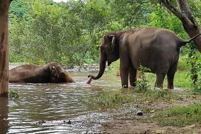 Private Tour to Kanchanaburi Death Railway and Elephant Haven - Lunch and the long middle of the day